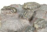 Cluster Of Six Colorful Austerops Trilobites - Jorf Morocco #362872-8
